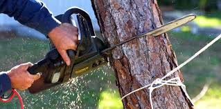 How Our Tree Care Process Works  in  Mondovi, WI