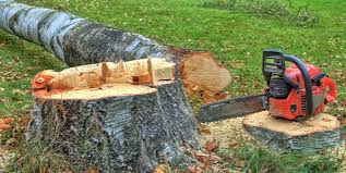 Best Root Management and Removal  in Mondovi, WI