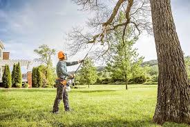 Best Arborist Consultation Services  in Mondovi, WI