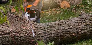Best Lawn Maintenance Plans  in Mondovi, WI