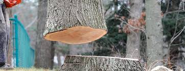 Best Storm Damage Tree Cleanup  in Mondovi, WI