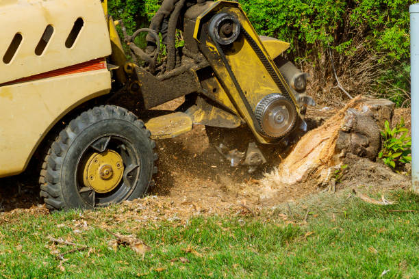 Best Lawn Irrigation Installation and Maintenance  in Mondovi, WI