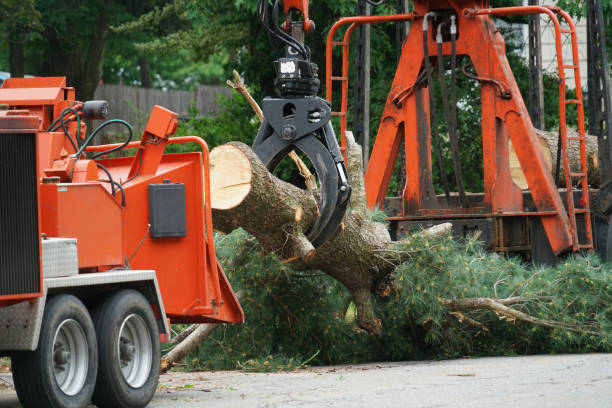 Best Aeration Services  in Mondovi, WI