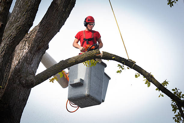Best Firewood Processing and Delivery  in Mondovi, WI