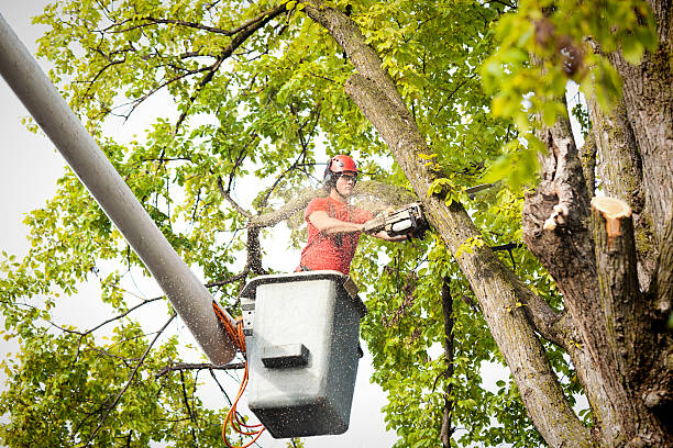 Mondovi, WI Tree Services Company