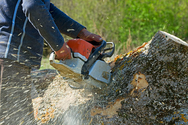 Best Tree Health Inspection  in Mondovi, WI