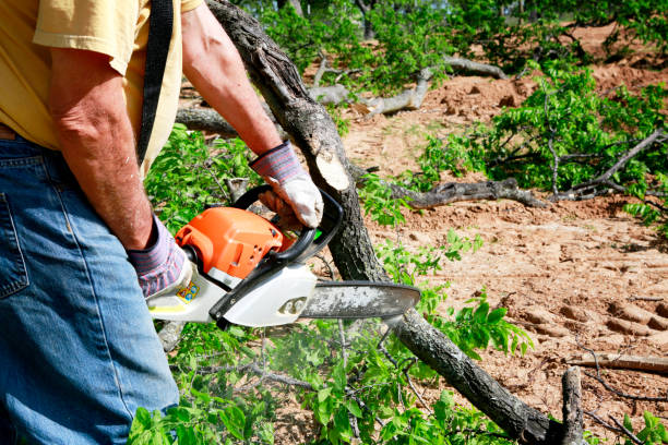 Best Root Management and Removal  in Mondovi, WI